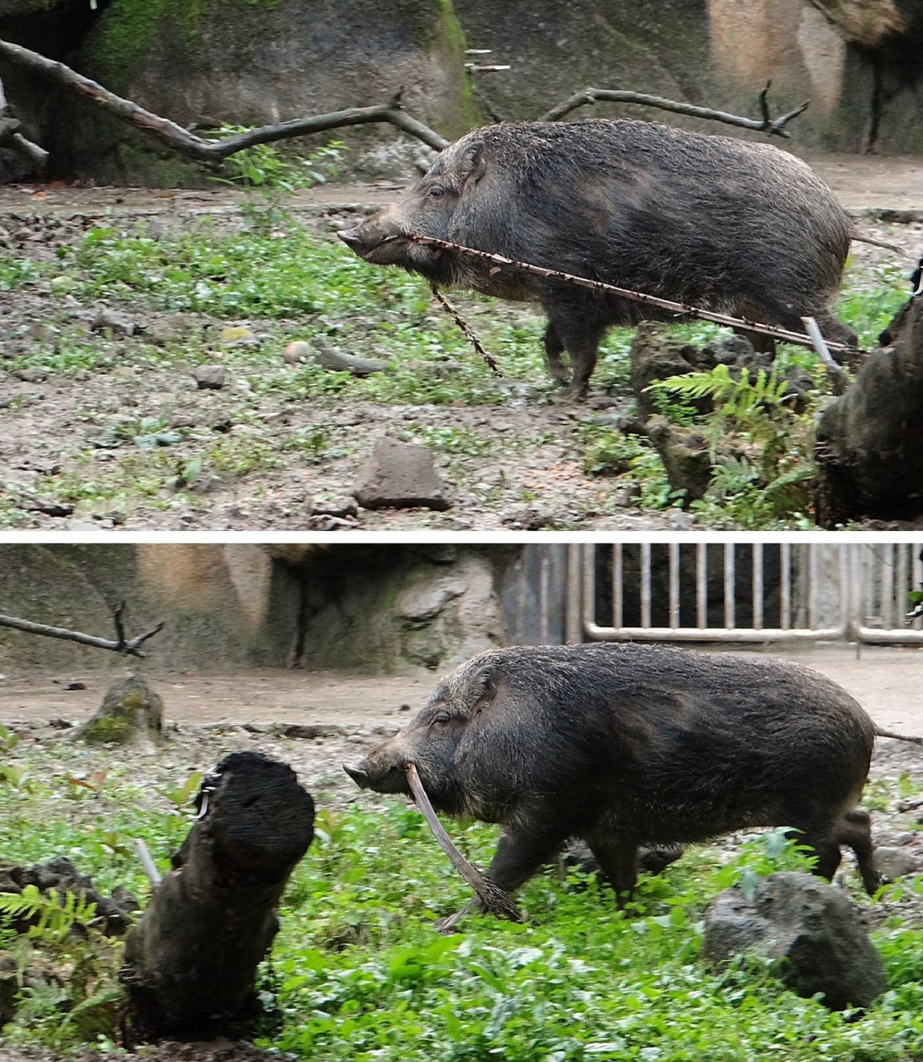 台灣野豬「山櫻」認真收集巢材築窩。台北市立動物園/提供