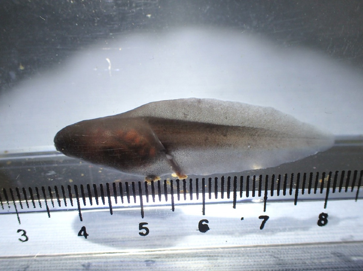 「苔蘚蛙」的蝌蚪。戴為愚/攝