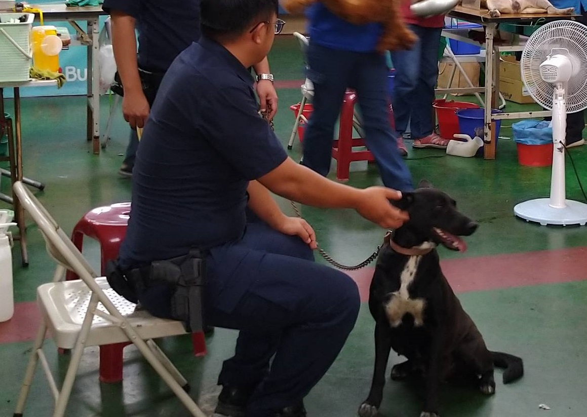 桃源派出所所犬「麥可」以身作則來絕育。高雄市動保處/提供
