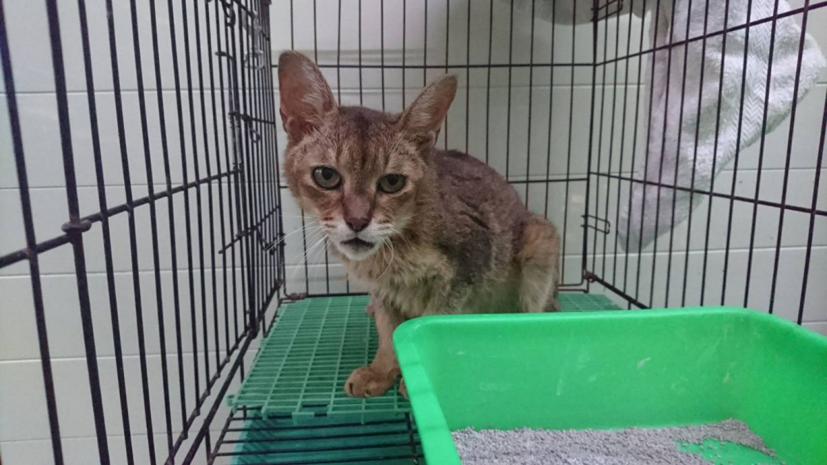 跟人類一樣,罹患糖尿病的寵物也會有「三多一少」的症狀,包括「吃多」、「喝多」、「尿多」及「體重減少」。圖為體重下降的貓,新北市動保處/提供