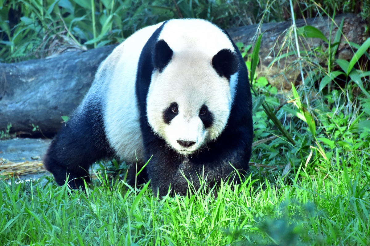 天氣涼爽的舒適溫度,非常適合大、小朋友來個動物園小旅行唷!圖為大貓熊「團團」,台北市立動物園/提供