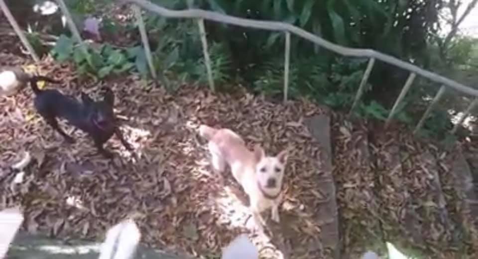 黑狗小黑和黃狗黃妞生前可愛模樣。台北市動保處/提供