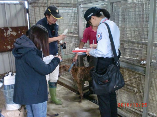 稽查人員於桃園之犬舍內將所有犬隻造冊列管。台北市動保處/提供