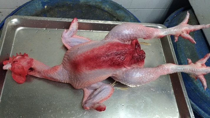 經檢驗禽流感陽性之雞隻屠體表面局部潮紅情形。台北市動保處/提供