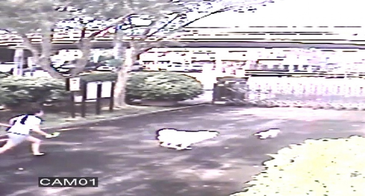 未繫牽繩的大狗追咬小狗,飼主奮力追趕。台北市動保處/提供