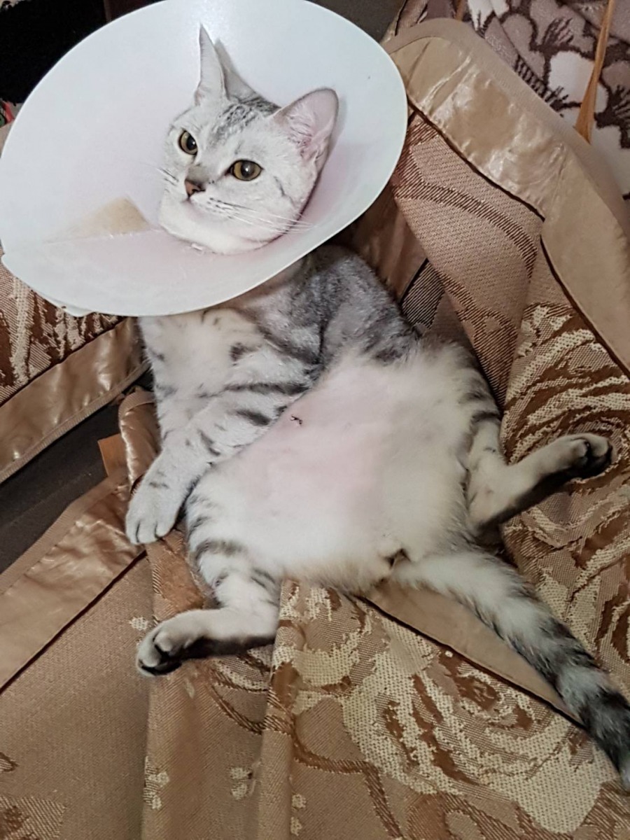 家貓也被列為應絕育之特定寵物,飼主也須依法未寵物絕育或提出申報。台北市動保處/提供