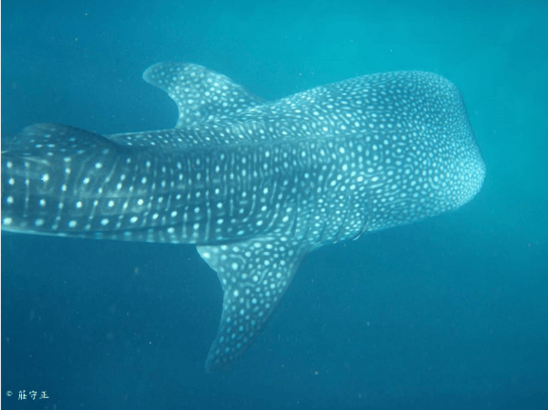 鯨鯊（Rhincodon typus）。海保署/提供