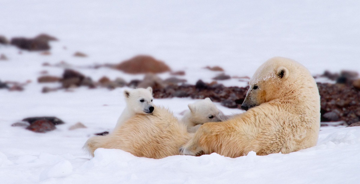 野望精選影片《北極熊流亡記》劇照。臺博館/提供