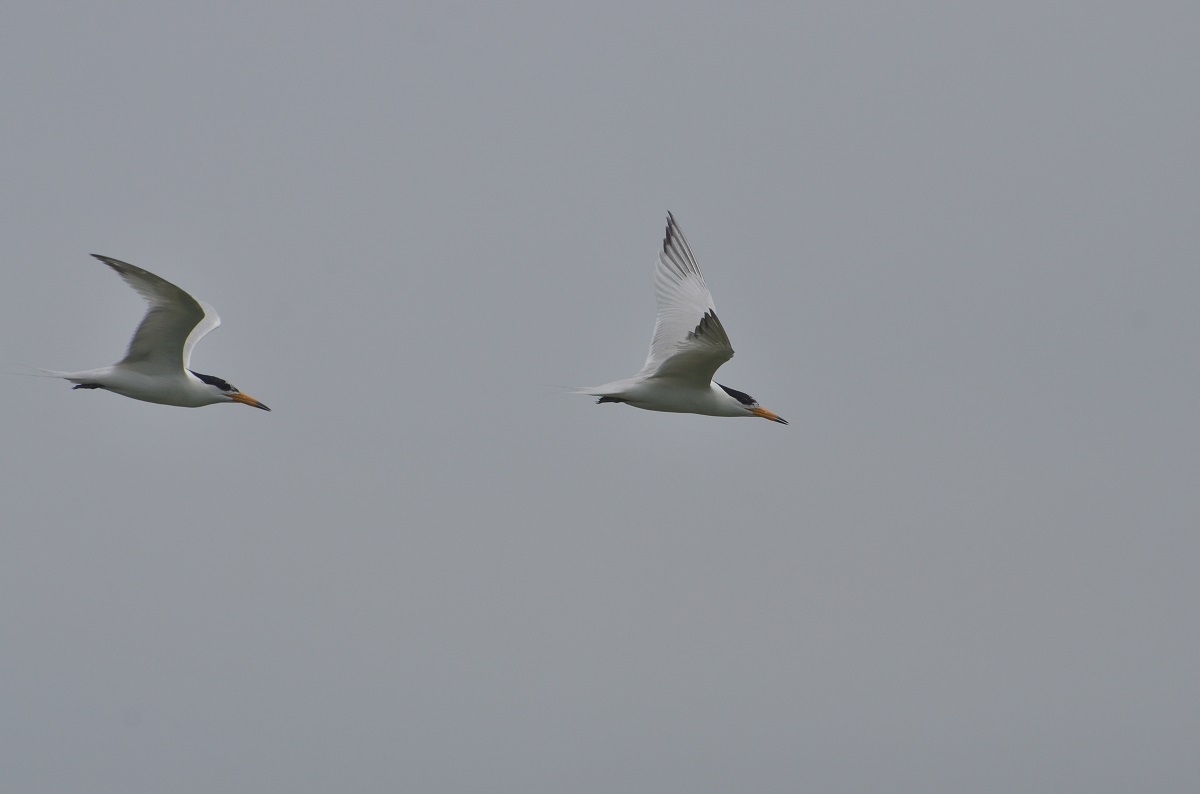 神話之鳥黑嘴端鳳頭燕鷗，曾被懷疑絕種，直到2000年被人發現。台北鳥會/提供