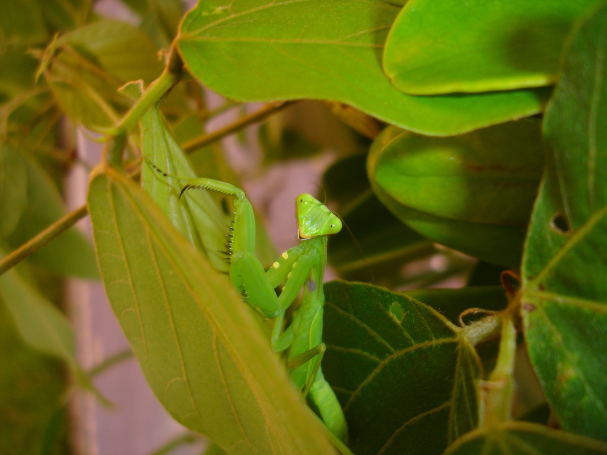 昆蟲來一夏」由講師帶領大家練習安全的昆蟲觀察方法、認識昆蟲的生活習慣、發現昆蟲活動的蹤跡與製作趣味DIY。台北市動保處/提供
