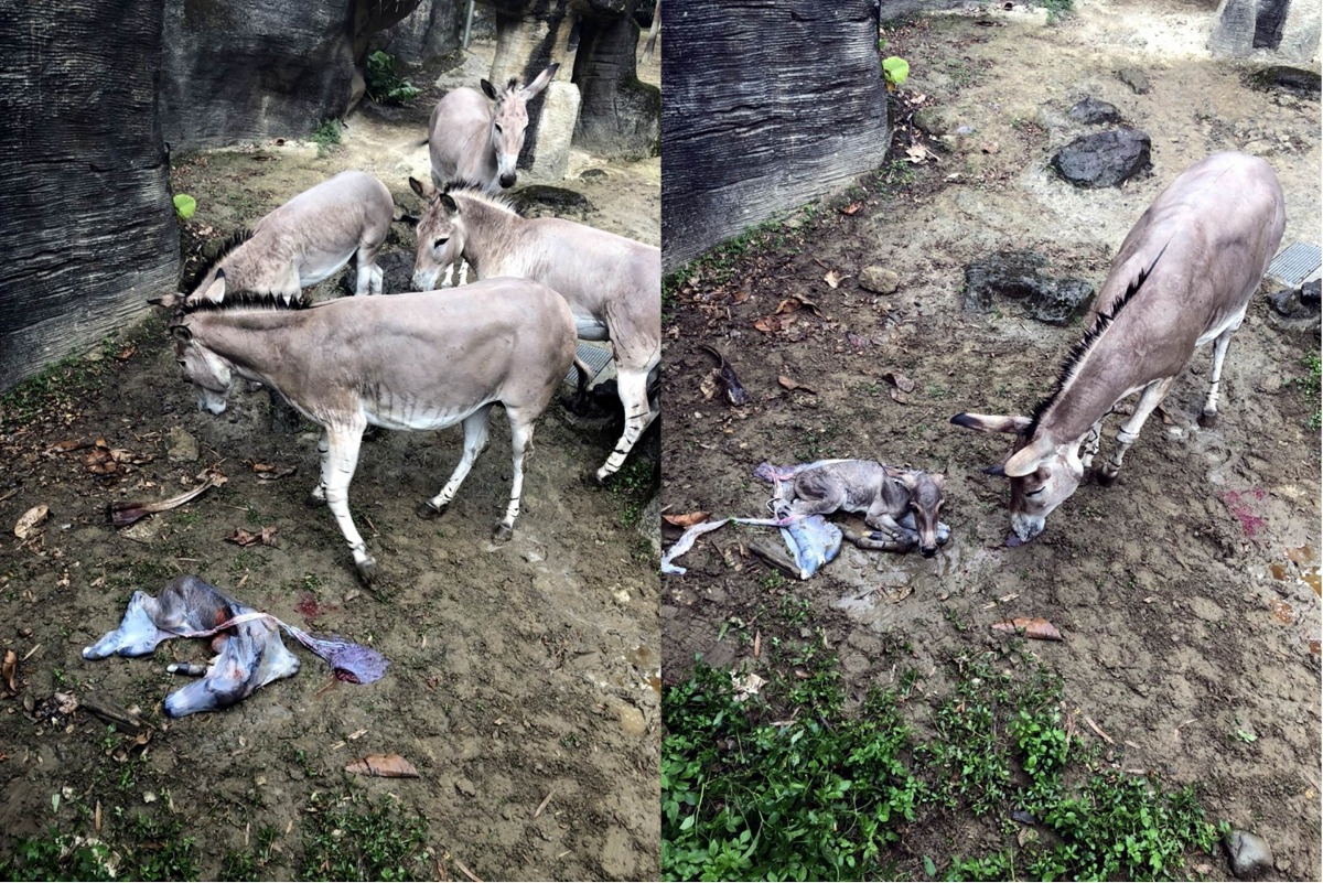 （左）其他的非洲野驢好奇的在一旁圍觀，（右）「吉娜」在戶外活動場順利的產下一隻幼仔。台北市立動物園、王成長小姐/提供