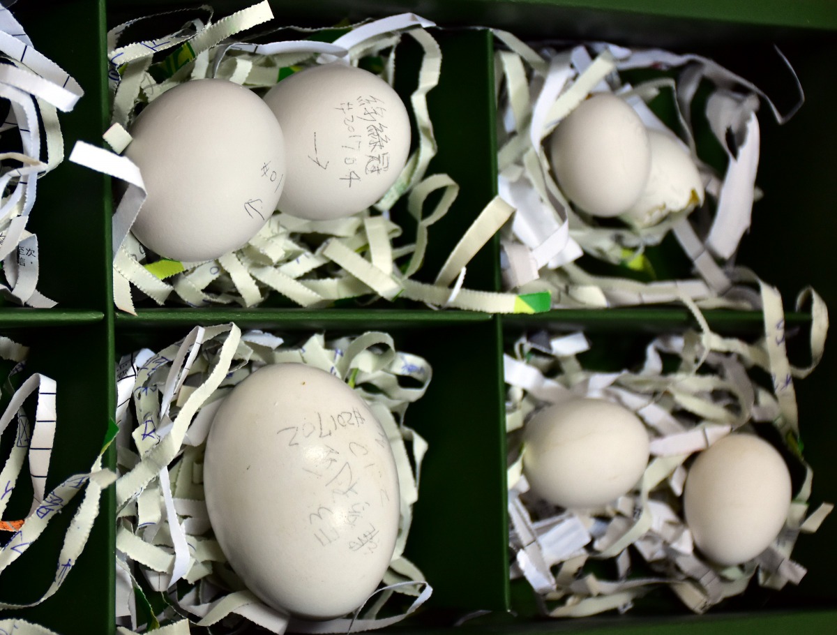 為了不讓鳥爸爸或鳥媽媽產生「懷疑」,要利用沒有孵化成功的蛋來翻模。台北市立動物園/提供