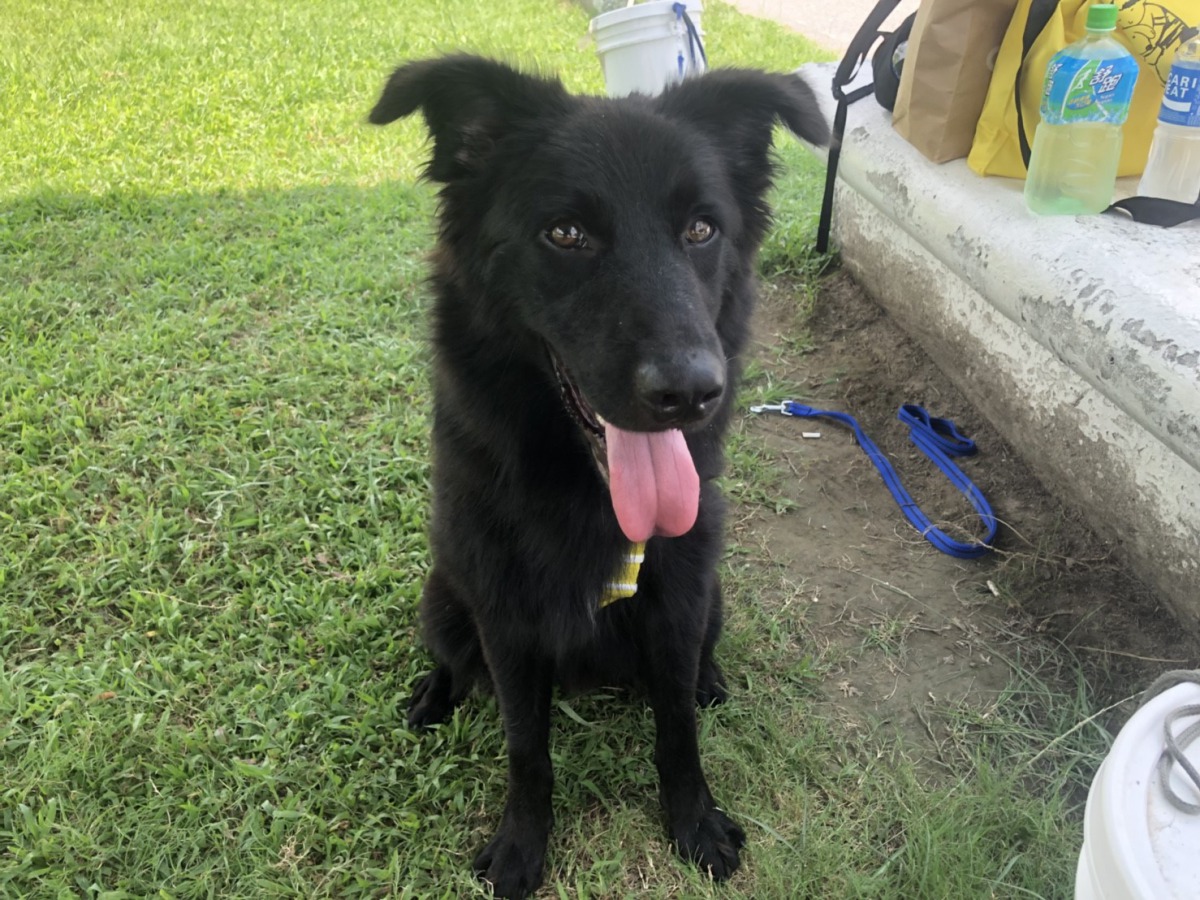 威武勇猛的「烏龍」是台北市動物之家的收容犬，也將參加明（11）日的比賽。台北市動保處/提供