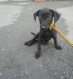 小黑黑剛到動物之家時，左後腳角度異常，無法正坐。新北市動保處/提供