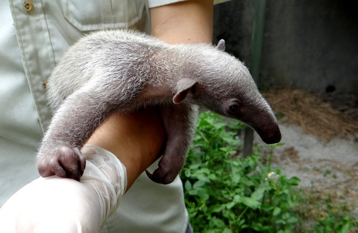 小食蟻獸寶寶是民國107年7月7日出生,跟吃角子老虎一樣有幸運777,因此取名為「妞虎」。台北市立動物園/提供