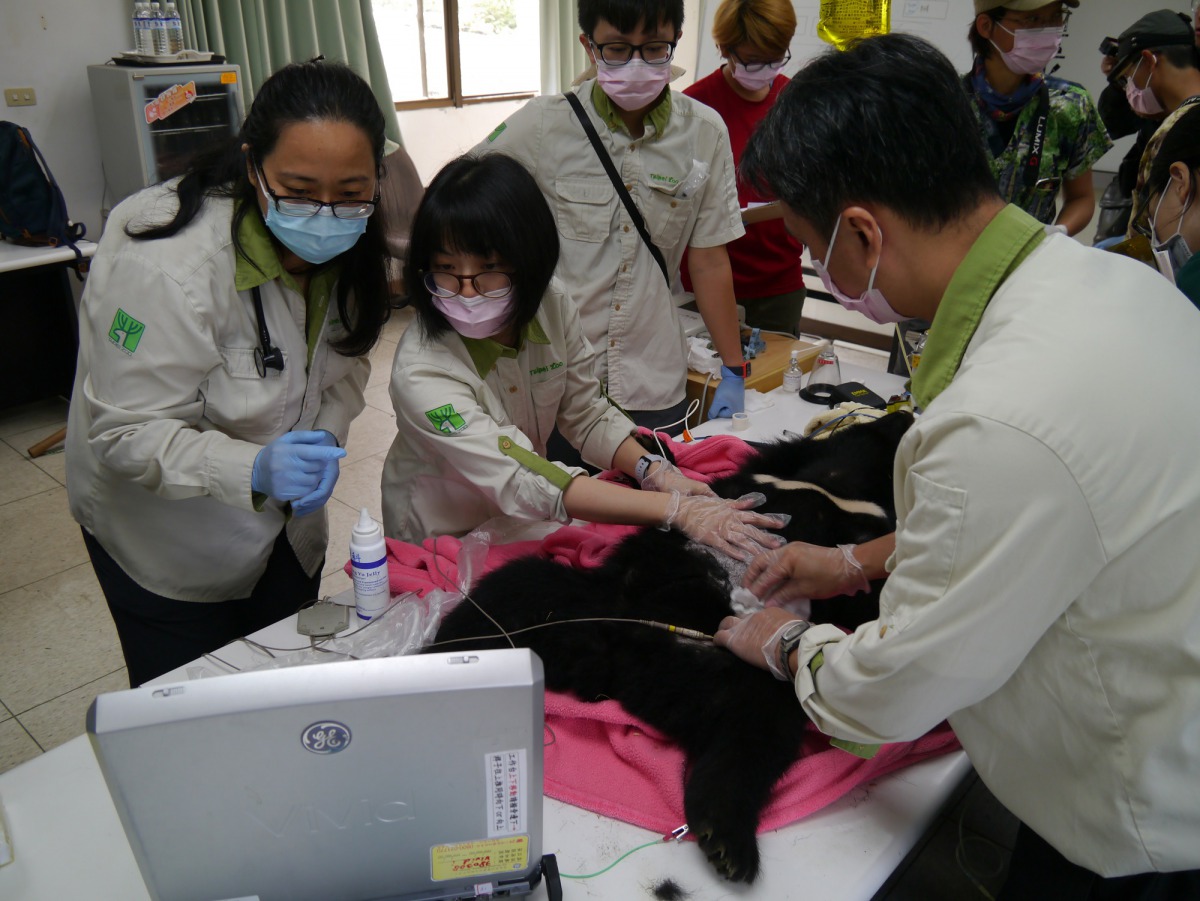 小熊一共歷經6次健檢康檢查，圖為動物園獸醫師與專家組成的團隊為小黑熊健檢。林務局/提供