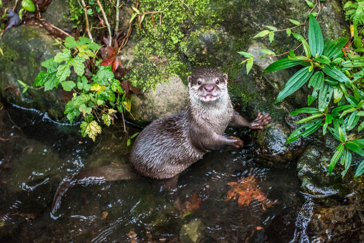 小爪水獺也是動物界的專情代表。台北市立動物園/提供