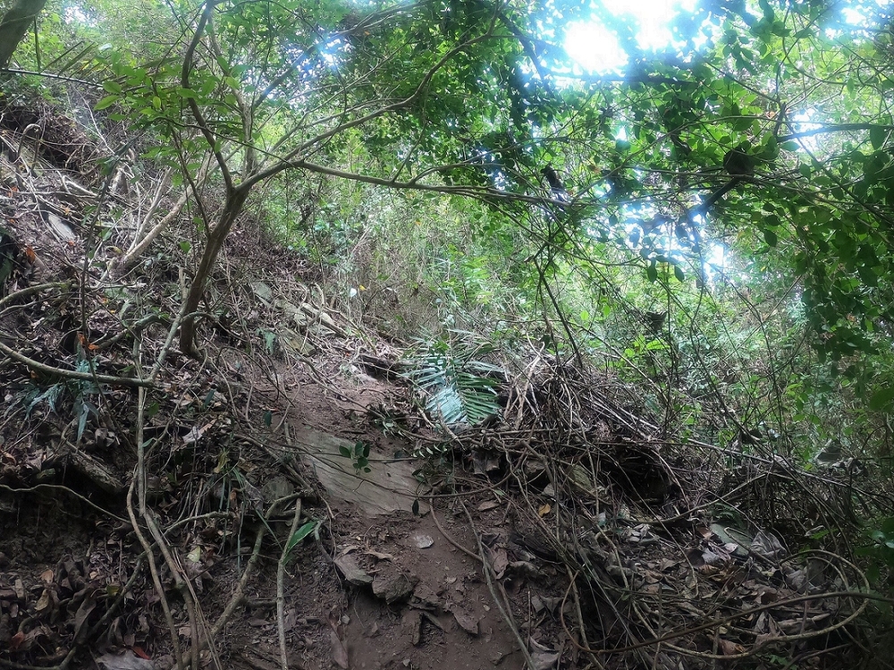 斜坡滾刷痕跡。花蓮林管處/提供