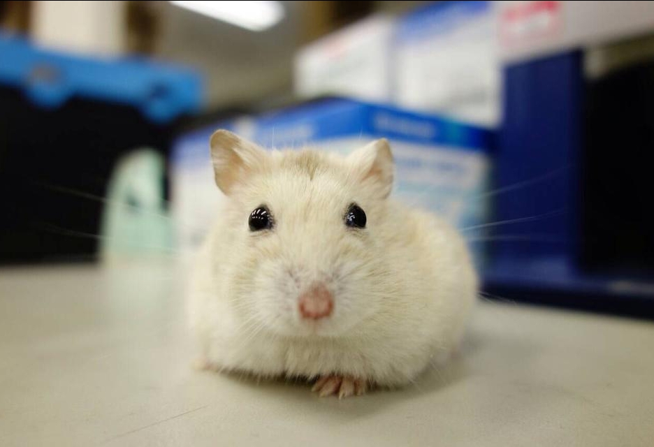 寵物用品店推出活體寵物作為母親節好禮，遭批評不尊重生命。資料照，新北市動保處/提供