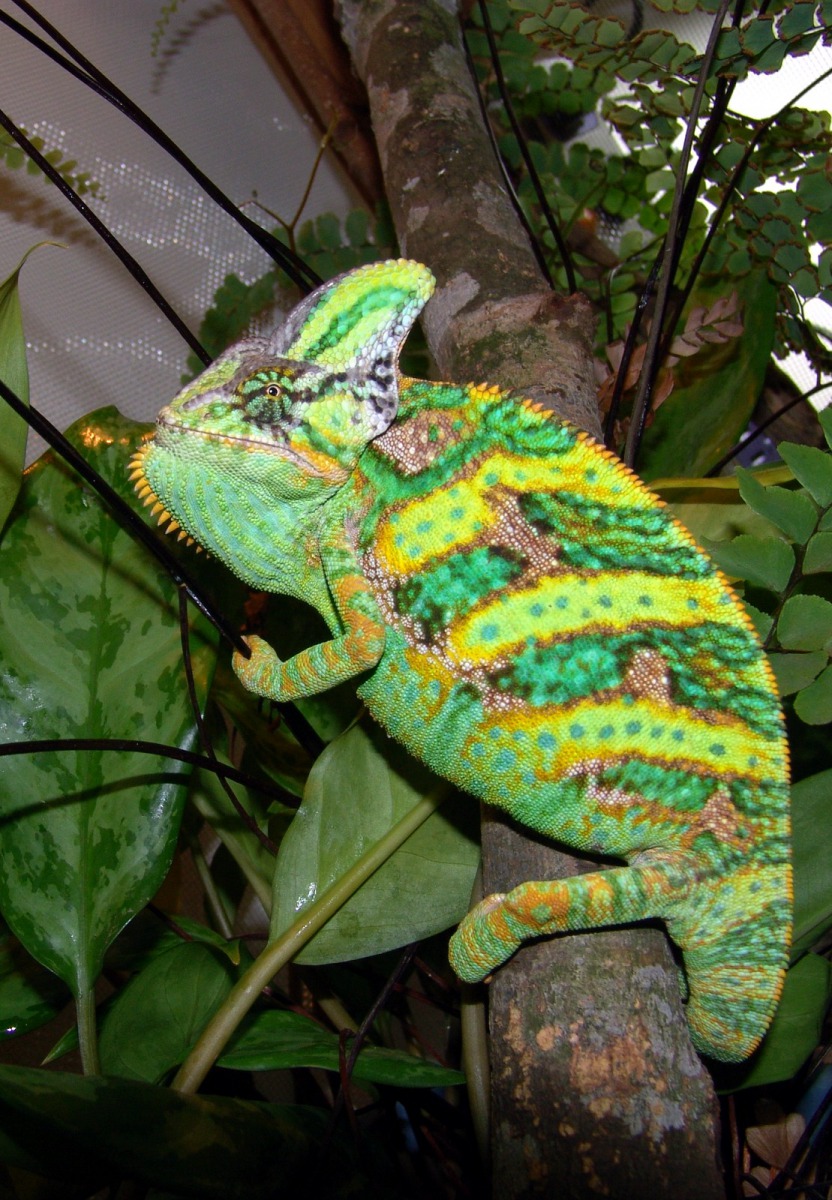 興奮時的公高冠變色龍,體色與花紋鮮豔明亮。戴為愚/攝