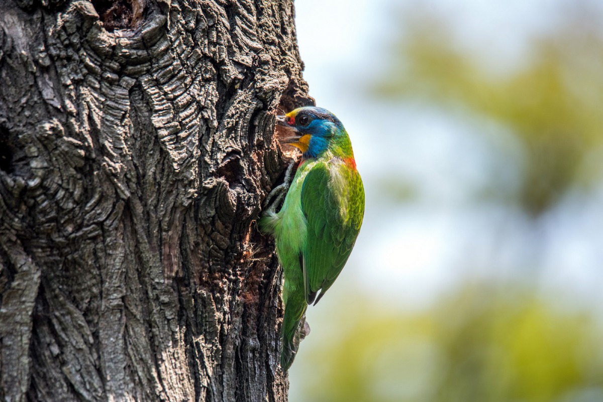 選擇在動物園內樹洞裡繁殖的五色鳥。台北市立動物園/提供