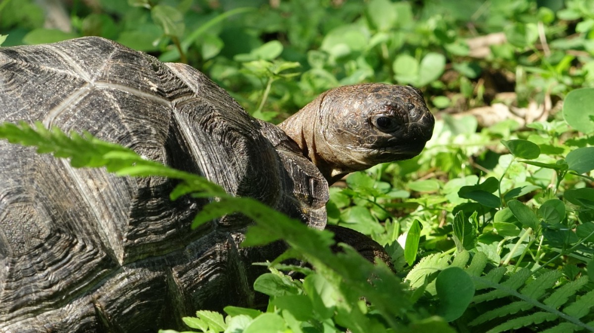 亞達伯拉象龜寶寶〜成長快速滿週歲囉！台北市立動物園/提供