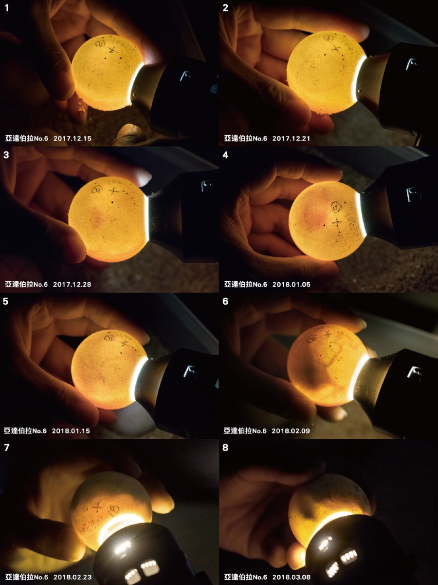 亞達伯拉象龜產蛋後，採人工孵育，保育員會定期照蛋檢查發育狀況。台北市立動物園/提供