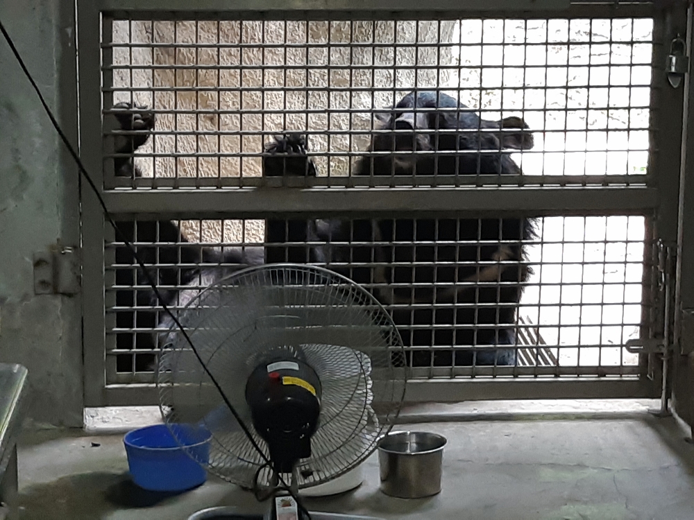 保育員為「黑糖」準備涼風扇。台北市立動物園/提供