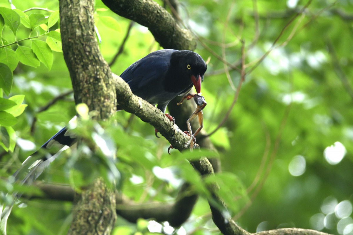 台北市立動物園內有豐富的野生動物資源,野生的臺灣藍鵲經常成群結隊從遊客面前飛過。梁彧禎/攝