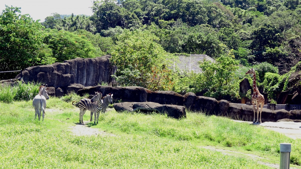 您能分辨出哪隻是格利威斑馬「莉梅」,哪兩隻是查普曼斑馬母女嗎?台北市立動物園/提供
