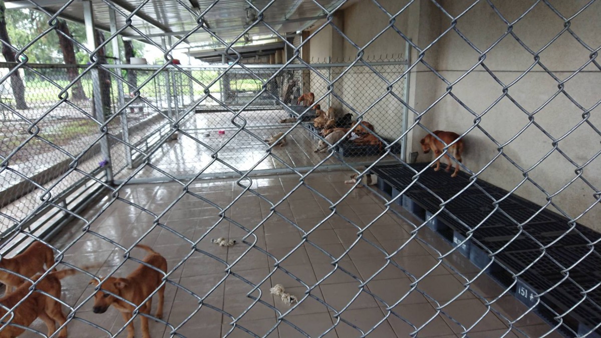 左營海軍艦隊指揮部決定將營區內浪犬納管，成立動物管制小組並布置犬舍，將營區浪犬捕捉安置。高雄市動保處/提供