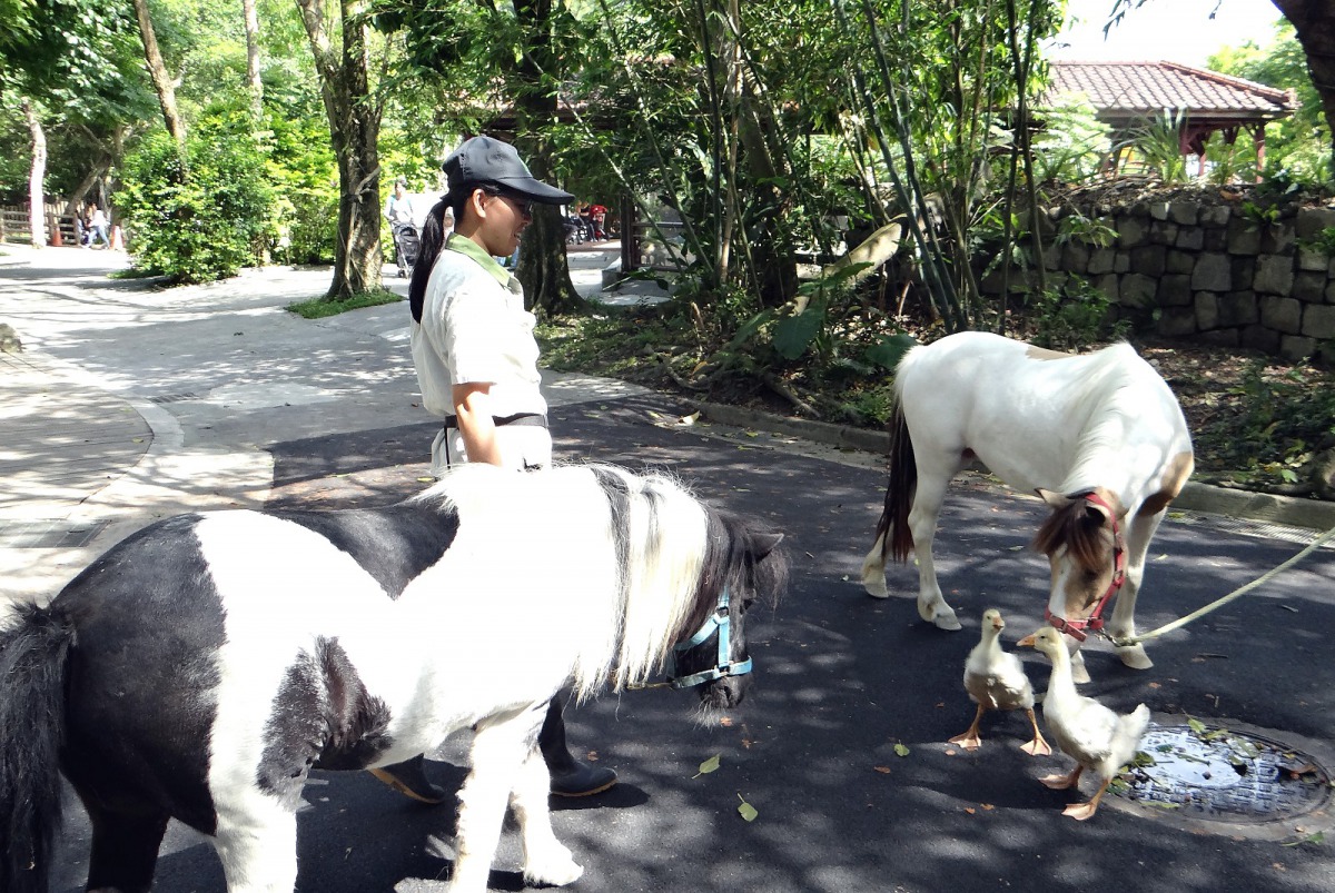 迷你馬遇見出來溜達的鵝寶寶，上前打聲招呼。台北市立動物園/提供
