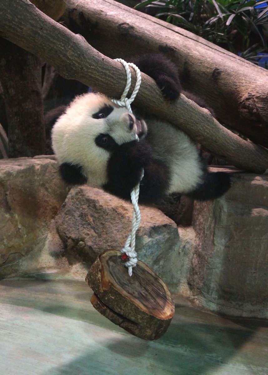 小時候使用的浮球等玩具,通常會是相對比較容易操作的,圖為「圓仔」小時候的樣子。台北市立動物園/提供