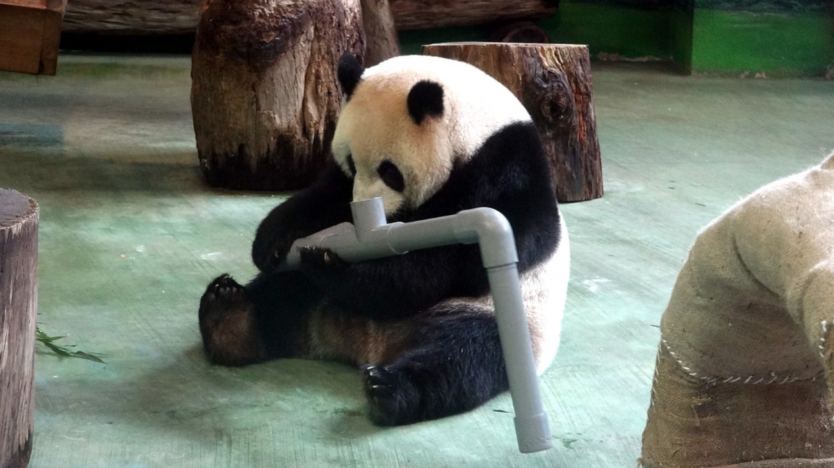 「圓仔」聞到水管裡有食物的味道。台北市立動物園/提供