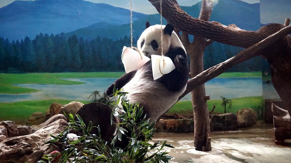 「圓仔」仔細的品嚐端午節冰粽。台北市立動物園/提供