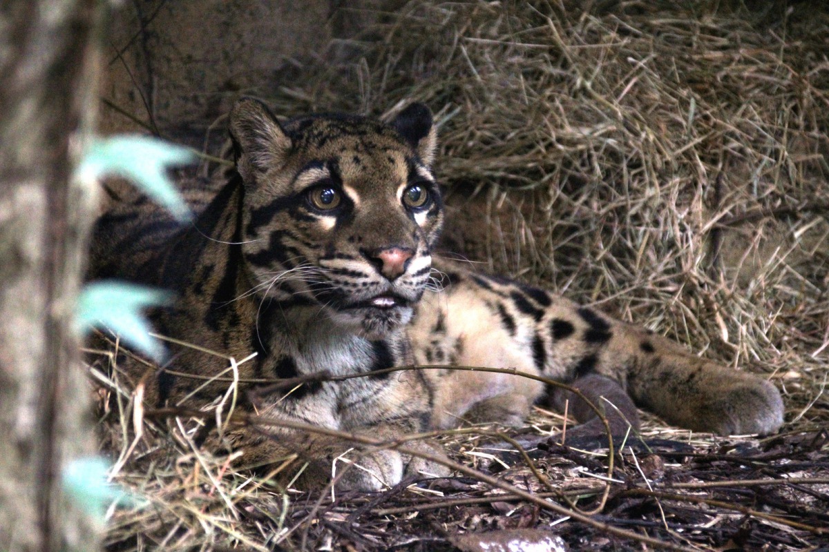 在動物園生活的這段日子裡，「雲新」每天以溫和眼神融化民眾的心。台北市立動物園/提供
