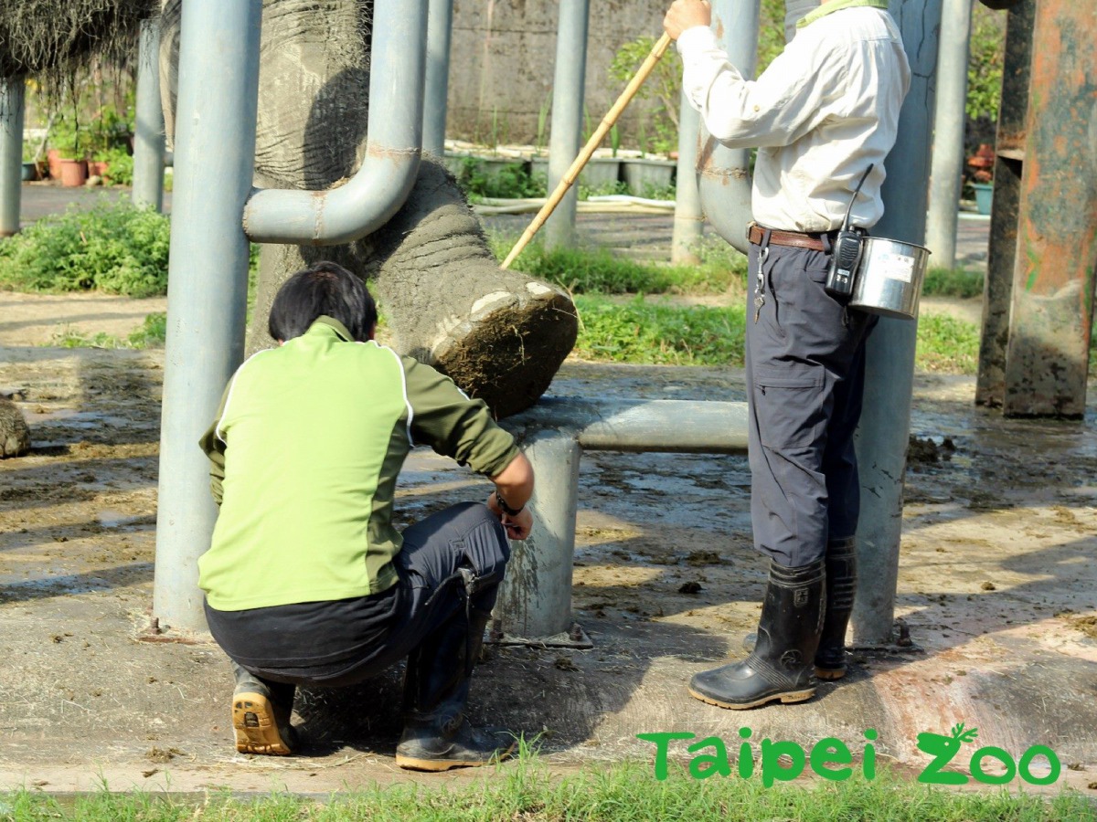 在照養非洲象時,保育員們必須仰賴團隊合作,以確保人員與動物的安全。台北市立動物園/提供