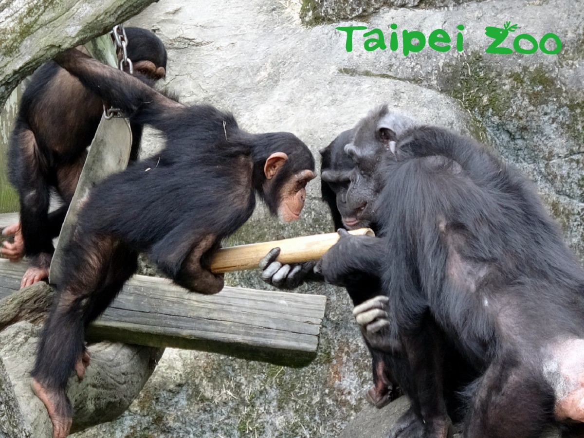 黑猩猩們年紀與性別不同，處理方式也大不同。台北市立動物園/提供