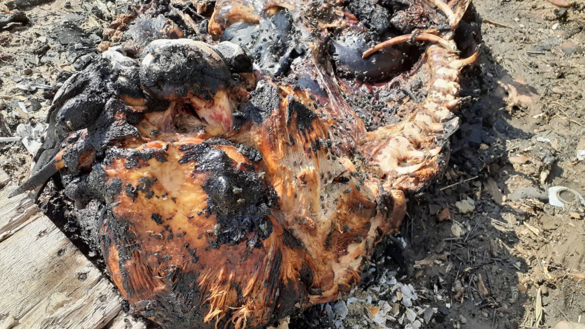 豬隻死因為急性出血肺炎,採樣檢驗結果無非洲豬瘟。新北市動保處/提供