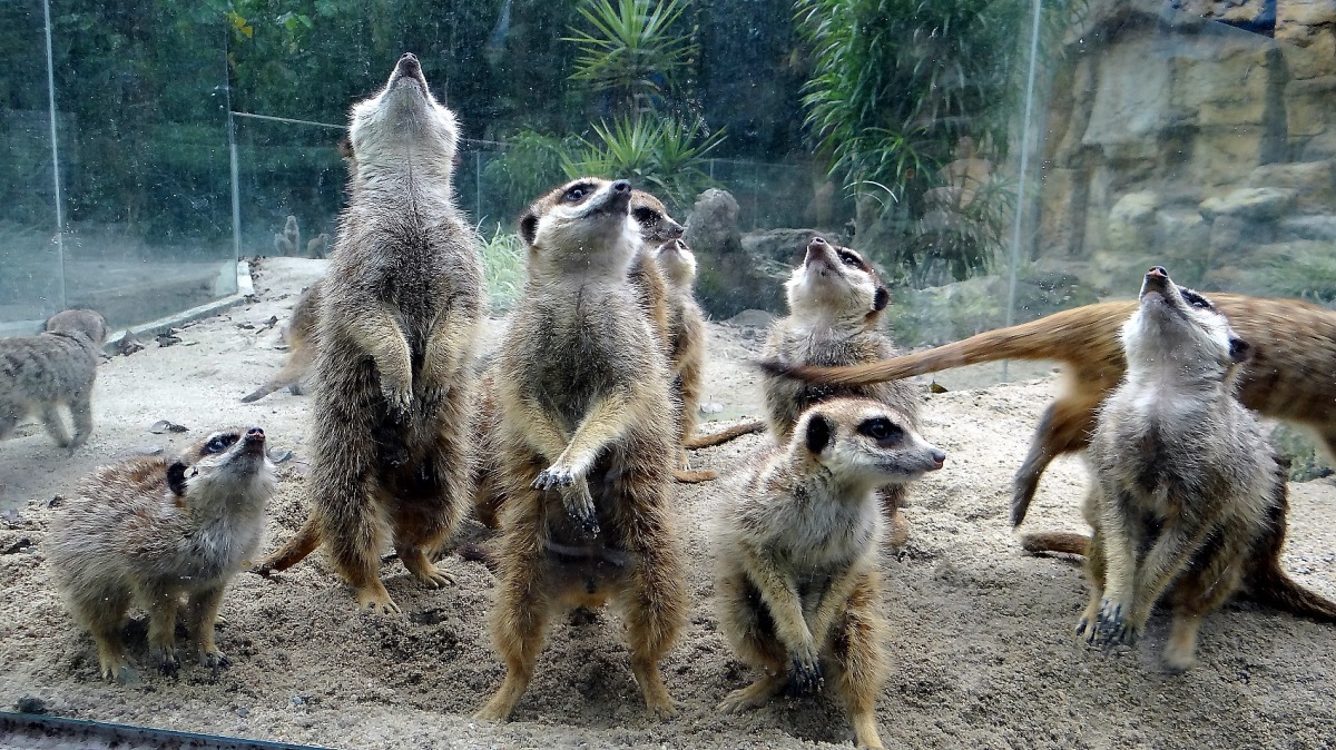 輪班站直直的狐獴家族超上相！資料照，台北市立動物園/提供