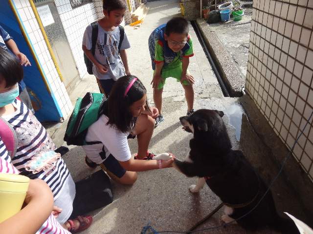 校犬「Lily」曾經帶給鼻頭國小的師們許多美好時光。資料照,鼻頭國小/提供