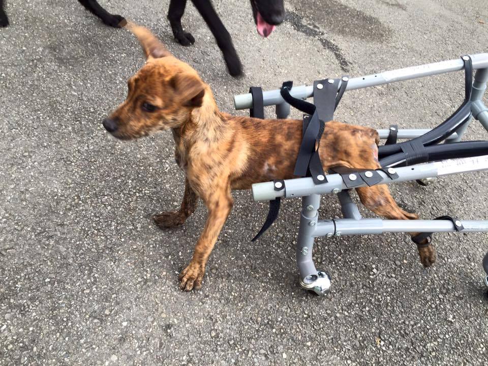 除了高齡寵物，慢性病或是身體殘缺的寵物也有特殊的照護需求。資料照，劉凱/翻攝