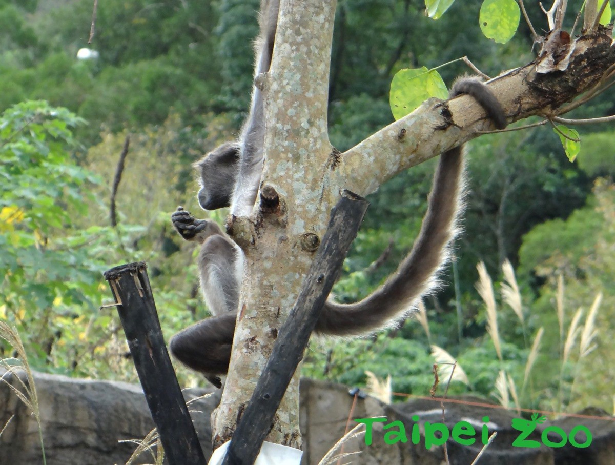 棕蜘蛛猴的尾巴具有捲握的能力。台北市立動物園/提供