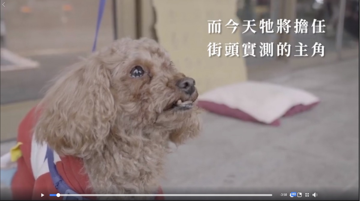 影片主角嚕咪也是被棄養的狗，劉毓菁與黃柏霖認為飼主應建立適當的飼養觀念。截取自影片