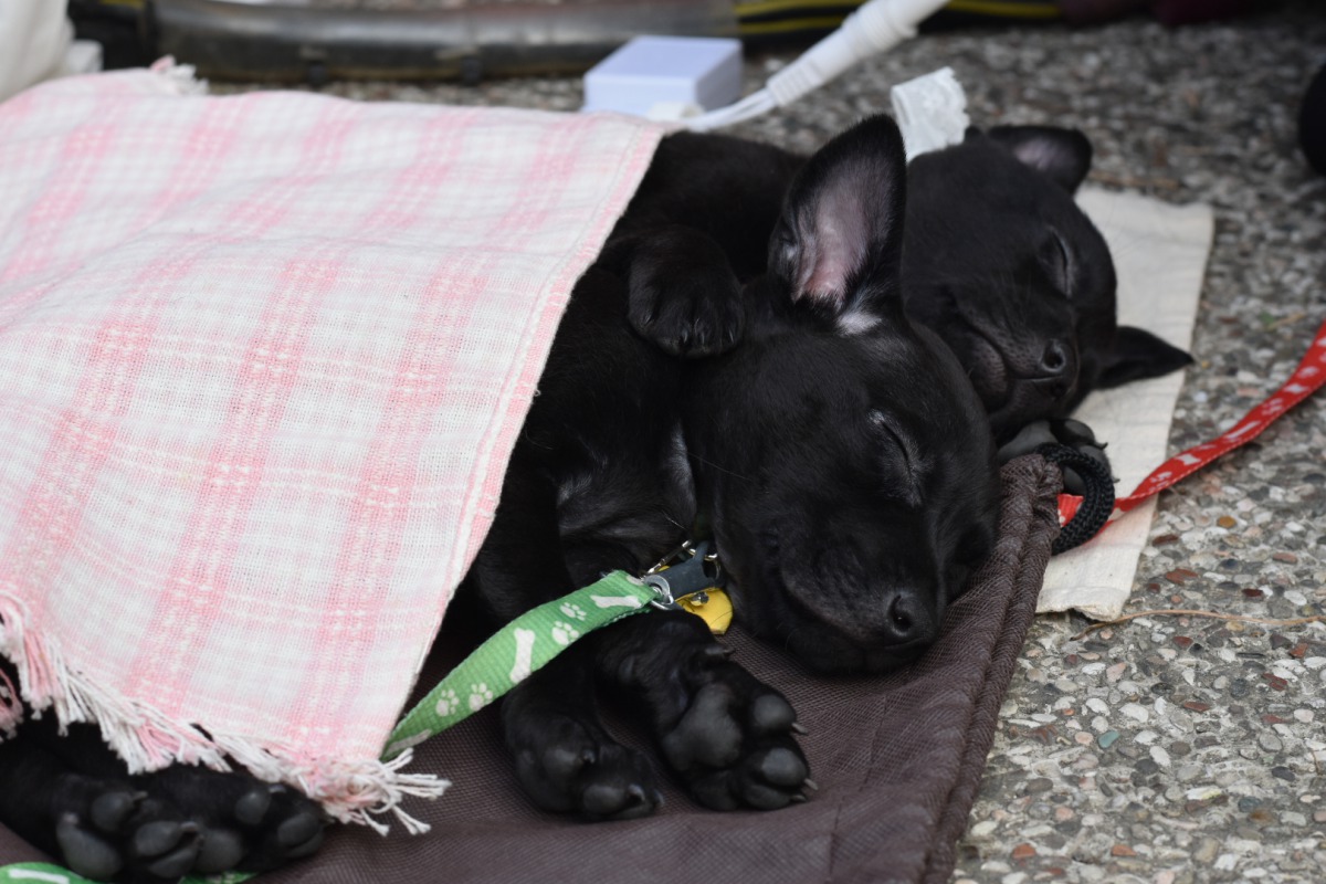 民眾可到現場與來自新店動物之家的狗狗互動，圖為在活動現場玩到睡著的幼犬們。牠牠/提供