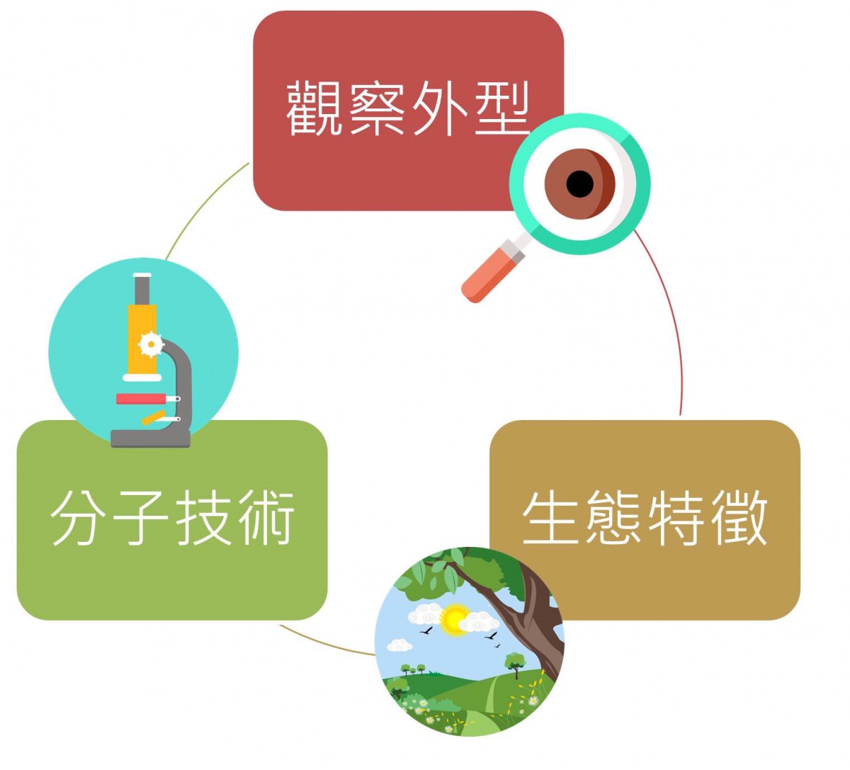 發現綠島球背象鼻蟲的過程也有研究方法上的突破，結合觀察形態、生態特徵與DNA鑑定技術來判定新物種。陳璽安/製圖