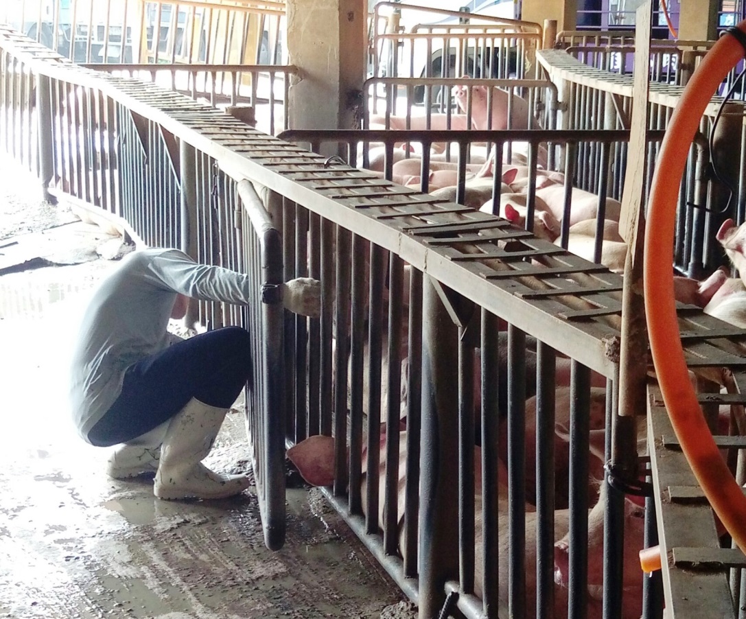 新北市動保處表示每日派員例行性採血監測。新北市動保處/提供