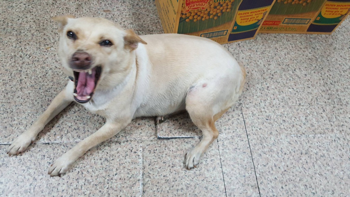 事件中的家犬生前照片。彰化防疫所/提供