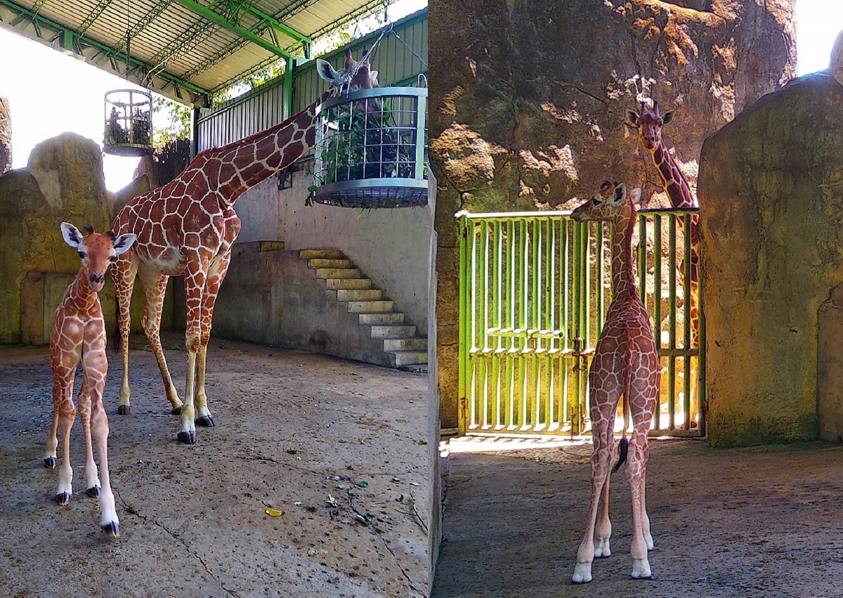 每天上午喝完奶，「麥照」會跟媽媽「小麥」一起到半戶外活動場散步、曬太陽，隔壁的長頸鹿「菊忠」和「麒麟妹」也會好奇地靠過來看小寶寶。台北市立動物園/提供