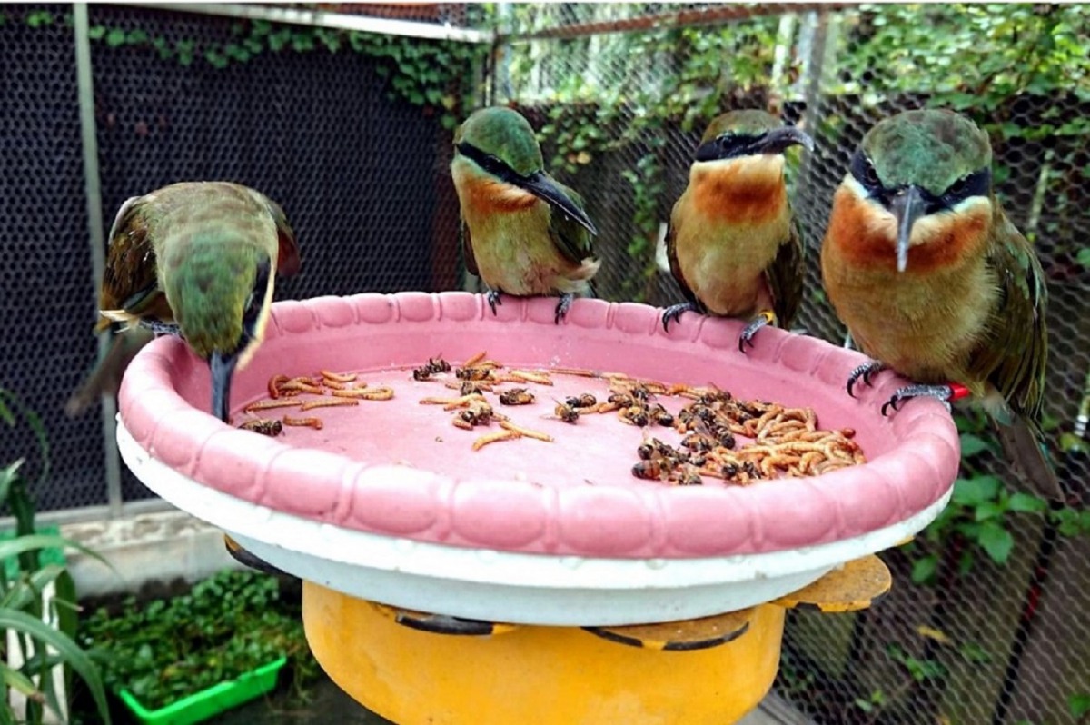 5隻小栗喉蜂虎已經學會飛行與覓食。王韋政/攝，台北市立動物園/提供